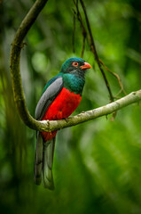 Fototapeta premium Colorful bird perched on a lush jungle branch