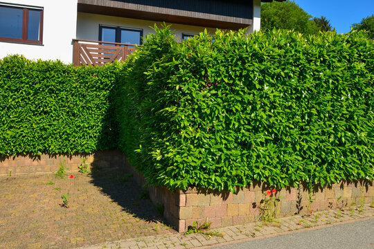 Gr&uuml;nzaun aus Kirschlorbeer (Prunus laurocerasus) zwischen Parkbucht und  Wohngrundst&uuml;ck