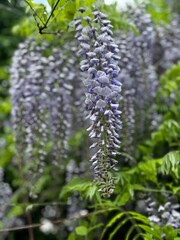 blooming wisteria, flowers in spring, hanging vine, purple flowers