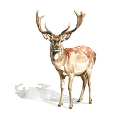 Watercolor illustration of deer with big antlers on white background