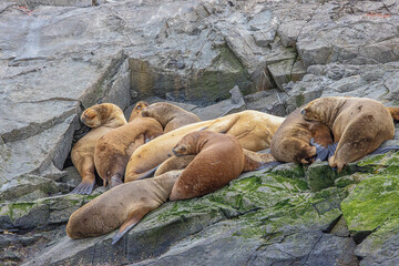 Fototapeta premium Sea lions sleeping on one of the Eclaireur Islands in the Beagle Channel, just outside the harbor of Ushuaia