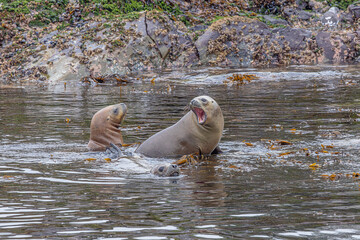 Sea lions playing together in the Beagle Channel, just outside the harbor of Ushuaia