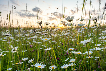 Blooming field of wildflowers and daisies under a sunset sky