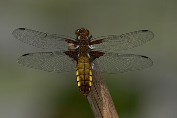 a dragonfly perched on top of a stick next to a tree