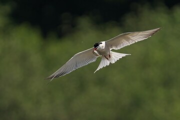 the white bird has two wings and is about to take flight