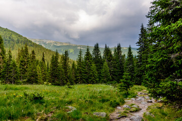 Obraz premium Scenic view of pine trees lining a dirt path in Retezat National Park, Romania