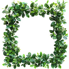 Fototapeta premium lush foliage as a frame border, isolated on white backgroun87ooy