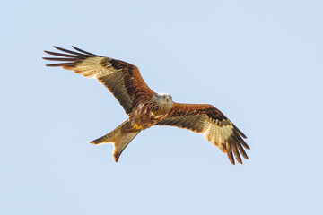 Majestic red kite bird soaring in the clear blue sky.