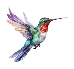watercolor Hummingbird clipart for graphic resources