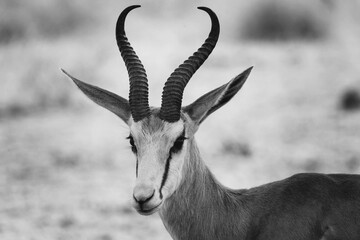 Monochrome image of a wild antelope in its natural habitat