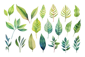 Watercolor tropical illustration set: botanical leaves