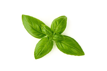 Fresh Green Basil Leaf, close-up, isolated on white background