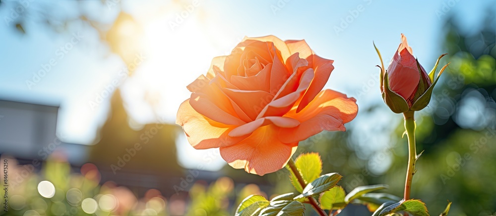 Aufkleber on a sunny day there is a beautiful rose blooming in the garden providing ample space for adding tex