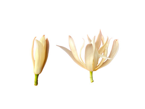 isolated of White Champak flowers on a white background, single flowers with thick white petals The tip of the flower petals is slender and pointed. The flowers are fragrant.