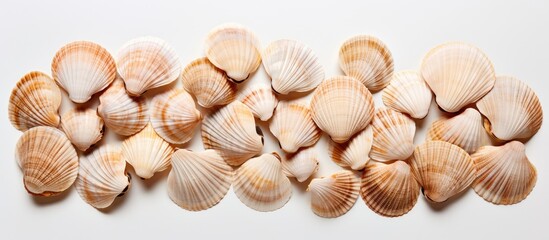 The image features cockle shells arranged against a blank background leaving ample space for text or visuals