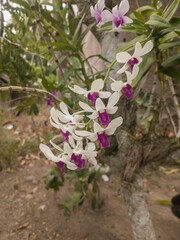 White and Purple Dendrobium Orchid Flowers Blooming on Tree