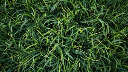 Background texture of green grass Top view of a green lawn texture