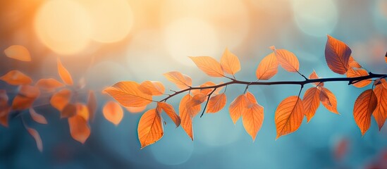 Copy space image of vibrant autumn leaves set against a dazzling backdrop