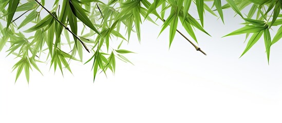 Fototapeta premium Isolated on a white background there is a copy space image of vibrant green bamboo leaves