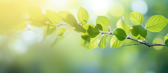 The nature background features a close up image of vibrant leaves with a bokeh effect created by the backlighting Ample copy space is available