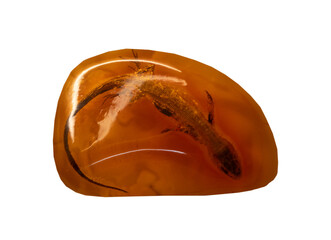 lizard encased in amber on white, isolated