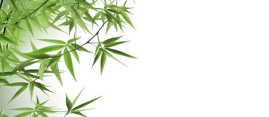 Fototapeta premium Isolated on a white background there is a copy space image of vibrant green bamboo leaves