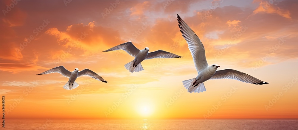 Poster in the evening sky three seagulls gracefully soar amidst a vibrant orange sunset creating a pictures