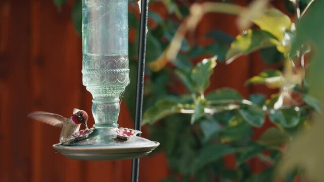 Hummingbird drinking nectar from a bird-feeder hanging in the garden on a sunny day
