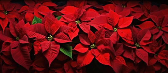 Copy space image of red poinsettia flowers specifically the Euphorbia pulcherrima variety
