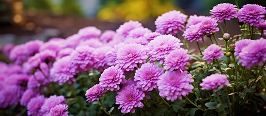 Obraz premium Garden with blooming purple chrysanthemums providing a beautiful copy space image