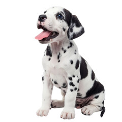 dalmation puppy isolated on white backgroun87ooy

