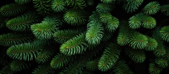 Copy space image Fresh green fir sprigs perfect for Christmas decorations