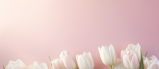 Stylish compositions of white tulips on a pale pink background bask in the soft morning sunlight creating an inviting and serene atmosphere Copy space image