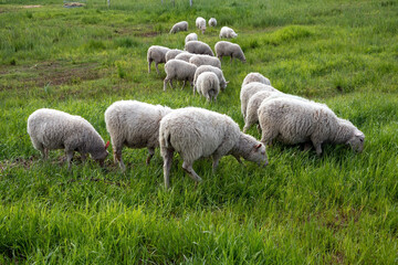 Sheep in green grass field