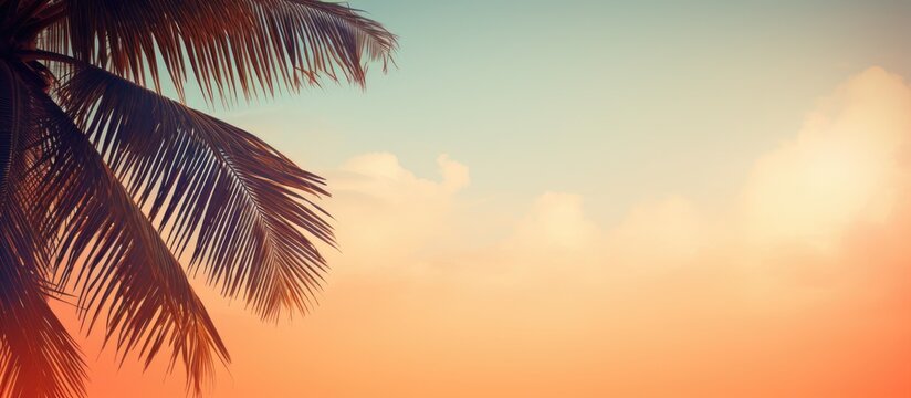 background of palm leaves and tropical sky with warm color. copy space available