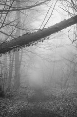 The forest in a fog.