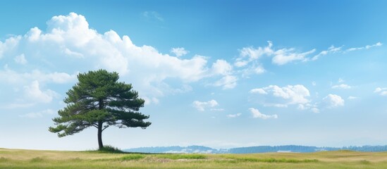 Fototapeta premium Copy space image of a picturesque scene featuring a tall pine tree standing against a backdrop of clear blue skies adorned with fluffy white clouds