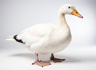 Obraz premium White duck walking for food on grey background. Good swimmer, eats fish, aquatic plants and small animals as food. Realistic animal poultry clipart template pattern.