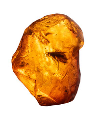 insect encased in amber on white, isolated