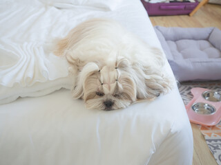 Cute Shih Tzu dog sleep on pillow in bed and blanket, dog feel happy time