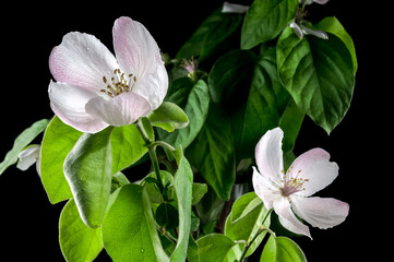 Blooming Quince tree flowers on a black background
