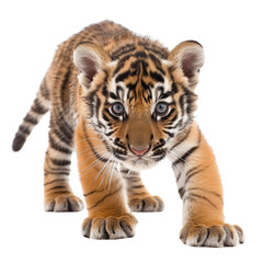 baby tiger isolated on white backgroun87ooy

