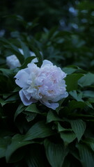 A flower under the clouds