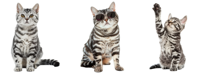 American shorthair cats in various poses, setting, giving high five, isolated on transparent background