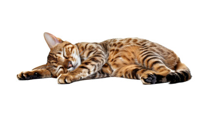 Relaxing Bengal cat lying down, isolated on transparent background