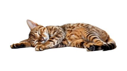 Relaxing Bengal cat lying down, isolated on transparent background