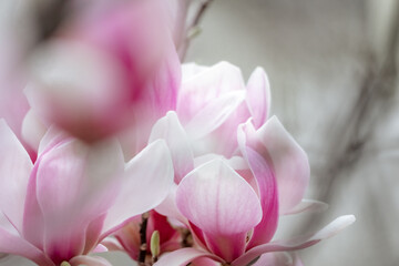 Magnolia Sulanjana flowers with petals in the spring season. beautiful pink magnolia flowers in spring, selective focusing.