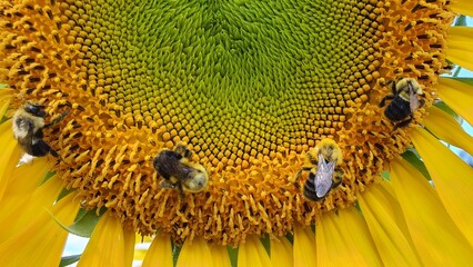 Bumblebees on a sunny sunflower