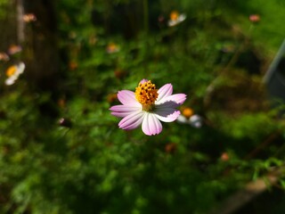 a small pink flower with a bee in it's middle
