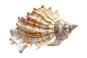Obraz premium Conch shells on transparent background